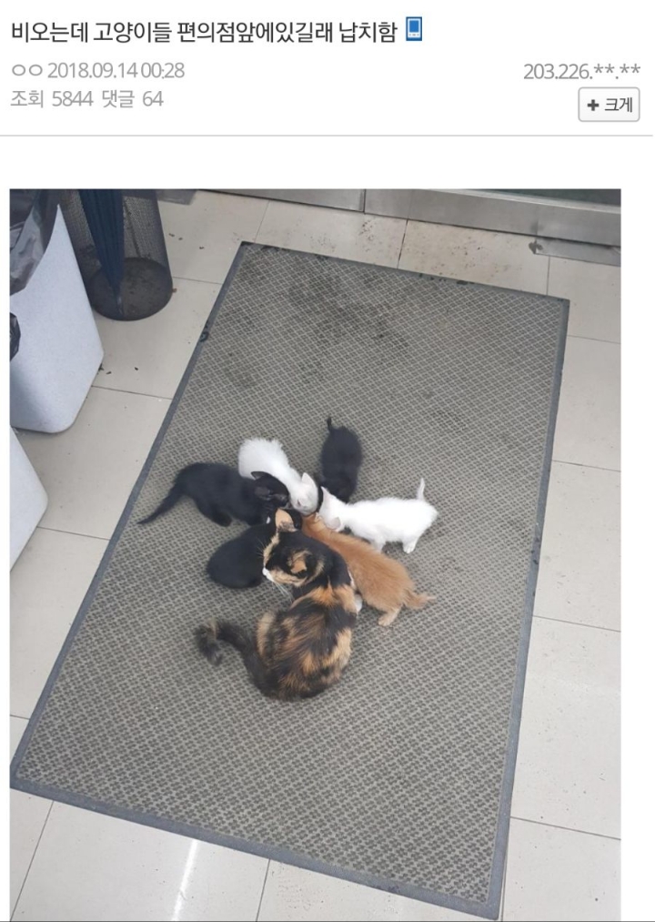 고양이 가족을 납치한 디시인 | 인스티즈