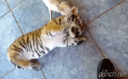 호랑이 이겨먹는 치와와 ㅋㅋㅋㅋㅋㅋ...gif | 인스티즈