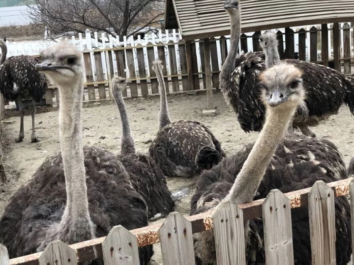 한국에서 인기없는 고기 | 인스티즈