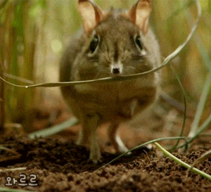 코끼리와 먼 친척이지만 사이즈가 많이 다른 아이.gif | 인스티즈