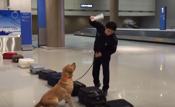 인천공항 마약탐지견이 마약찾는 모습.gif | 인스티즈