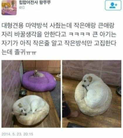 지하철인데 어떤 강아지가 자꾸 에어드랍으로 자기 셀카를 보냄.jpg | 인스티즈