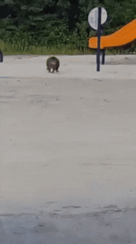푸짐한 길고양이.gif | 인스티즈