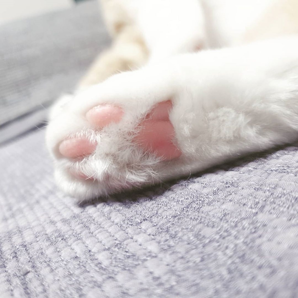 당신의 눈앞에 갑자기 발이 나타났습니다.jpg | 인스티즈