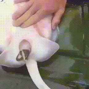 가오리 출산장면.gif | 인스티즈
