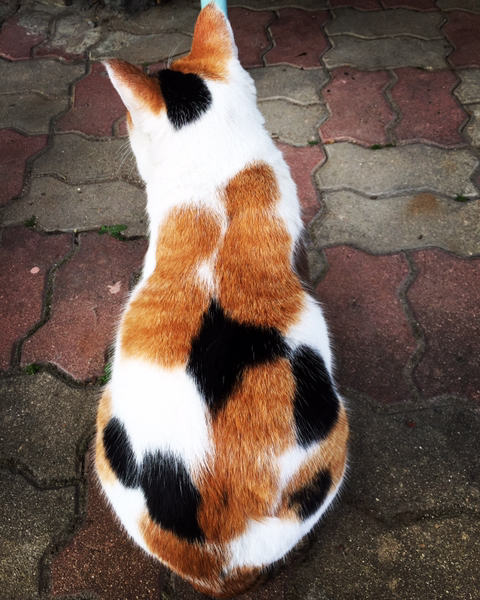 털뭉치같은 고양이들 | 인스티즈