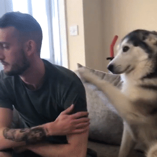 주인님이 너무나 좋은 댕댕이들.gif | 인스티즈