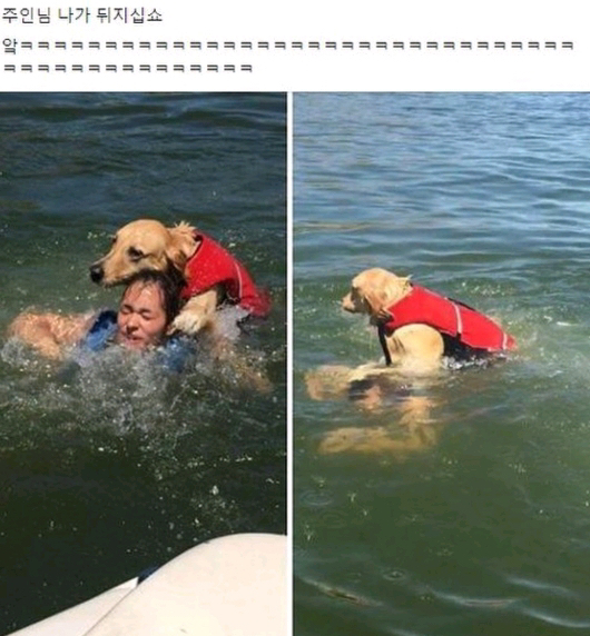 주인이 너무 좋은 래브라도 리트리버 댕댕이.gif | 인스티즈