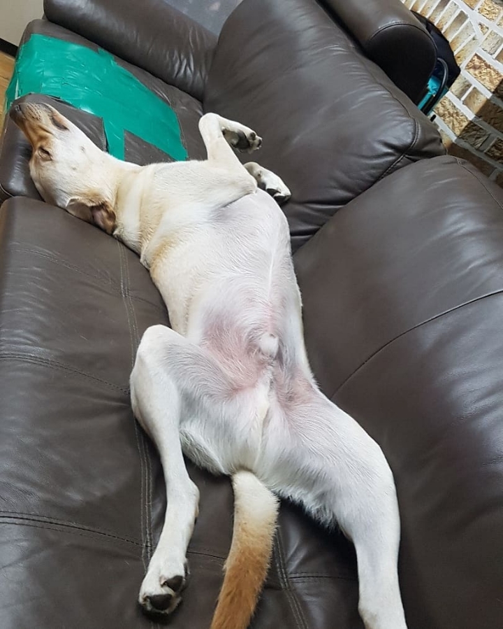 강아지 단짠단짠 | 인스티즈