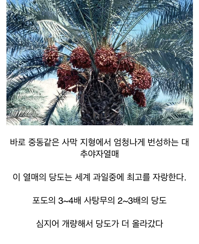 중동의 디저트가 엄청 달콤한 이유.jpg | 인스티즈