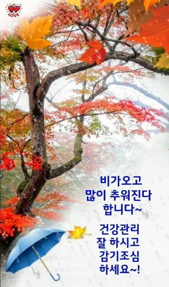 꼬끼요 이미지