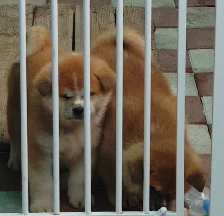 금배로 이미지