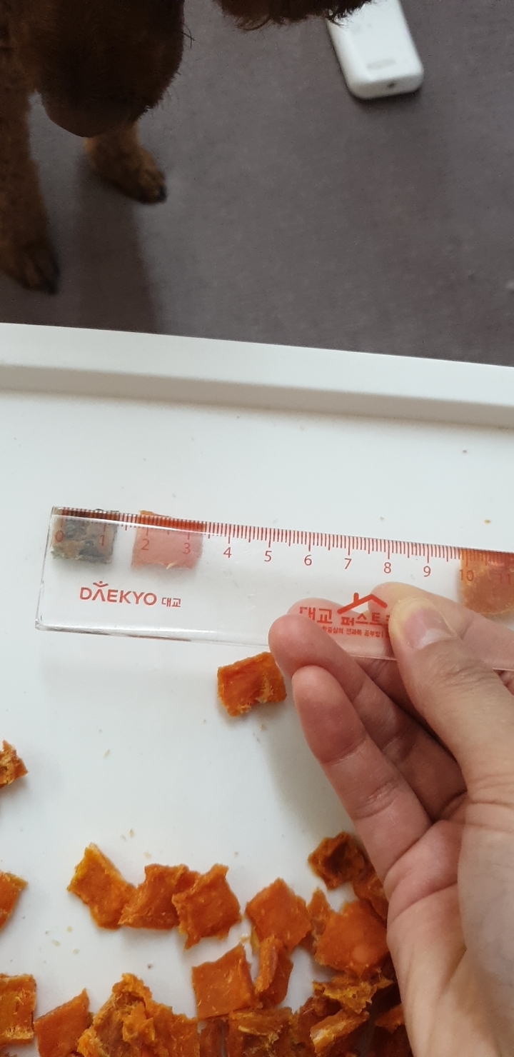 쫑아네 이미지