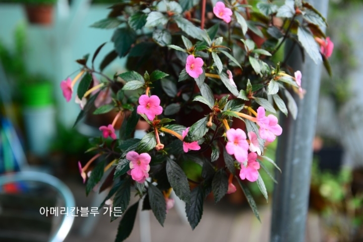참_Charm 이미지