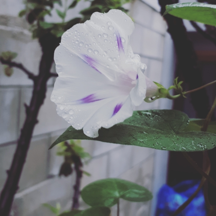 밀키웨이 이미지