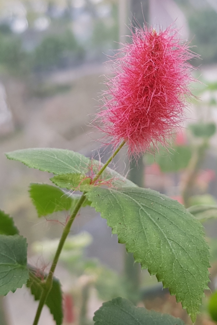 빨강여우 이미지
