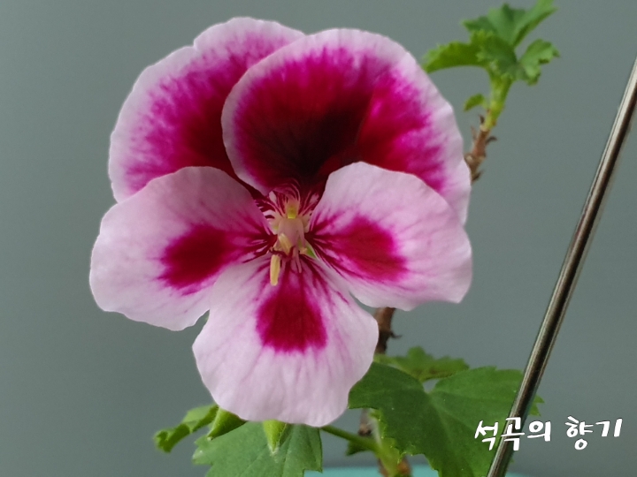 캔디플라워 이미지
