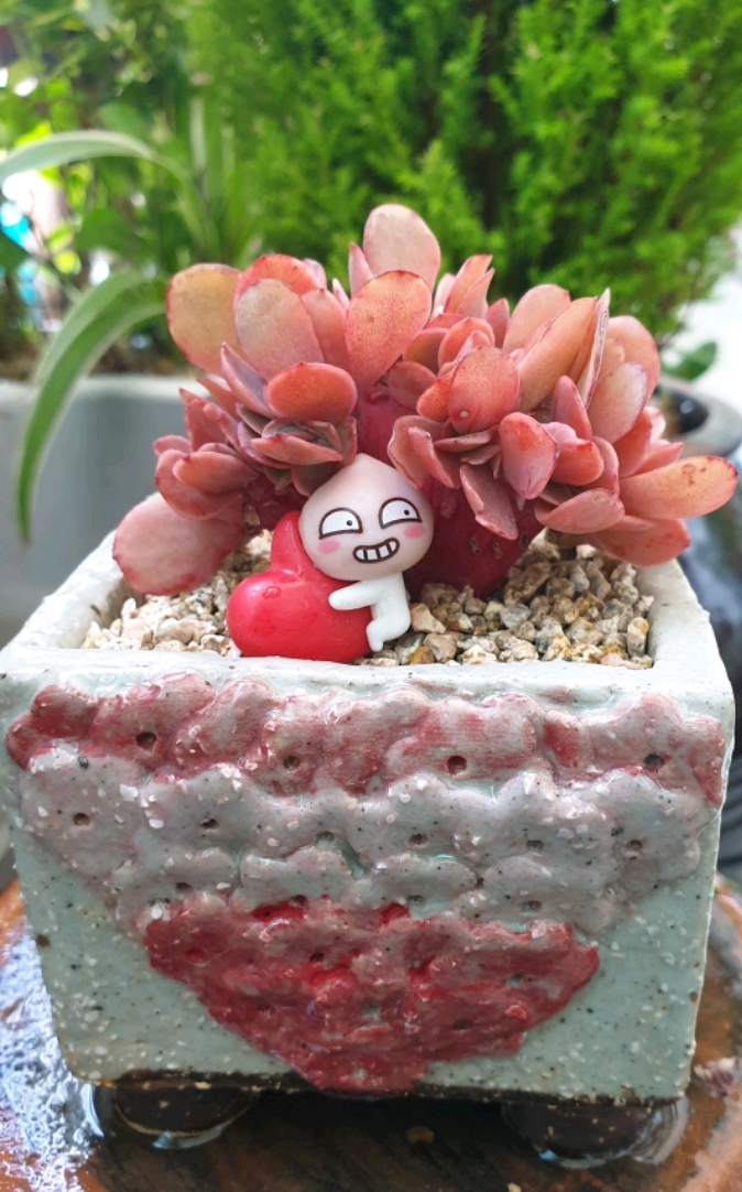 다육놀이터 이미지