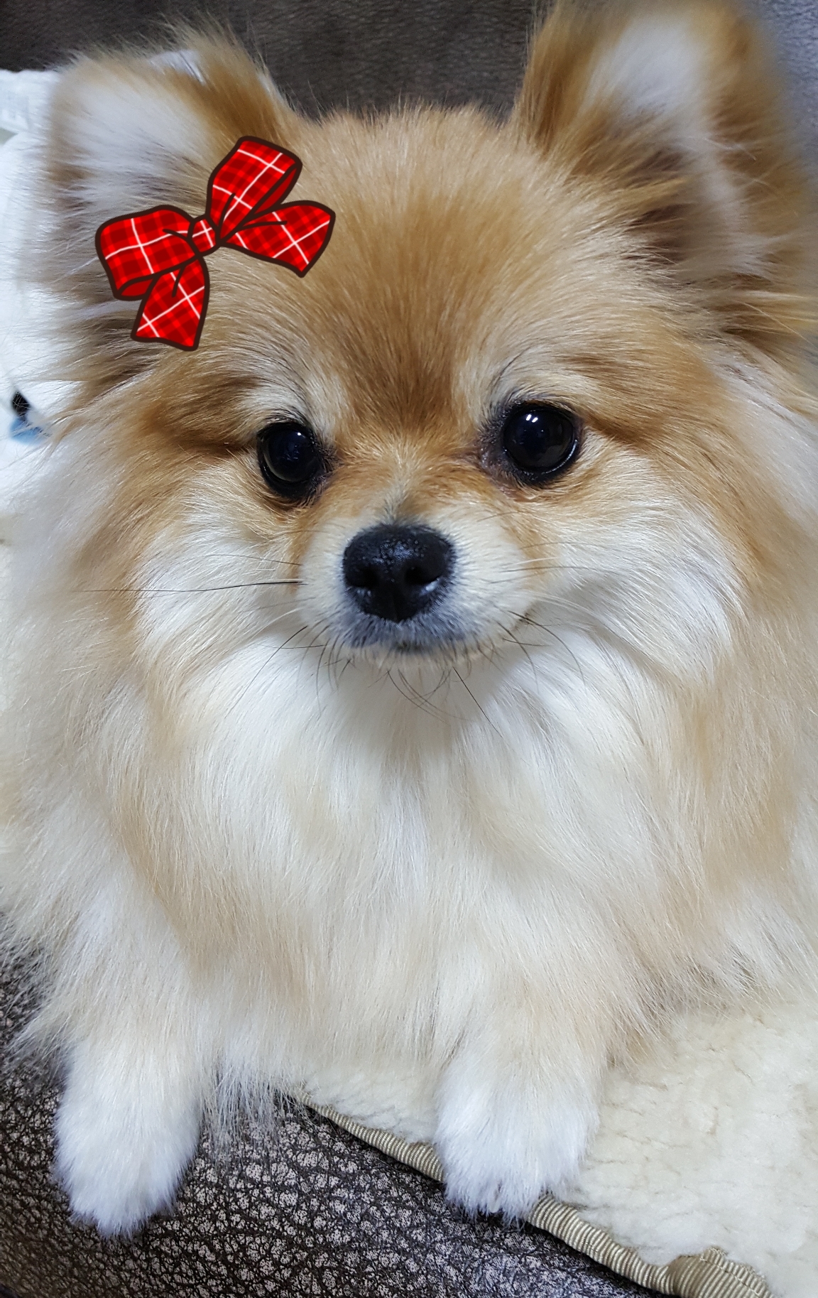 몽실이 이미지