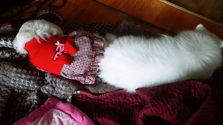 따리나 이미지