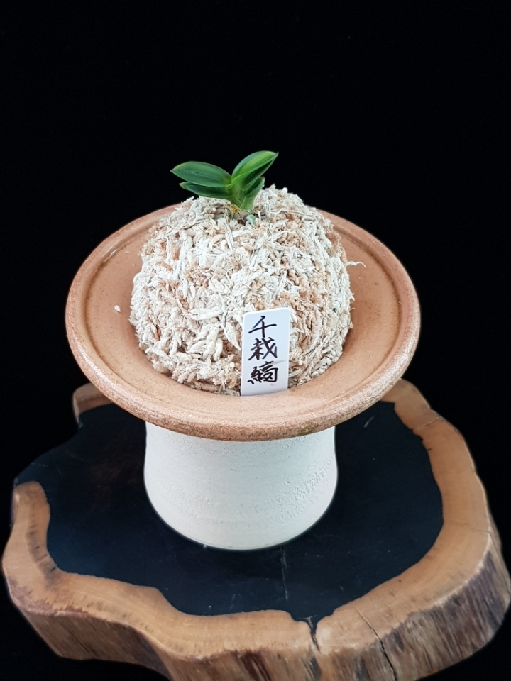 천재호 이미지