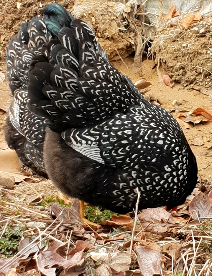 바르네일 이미지