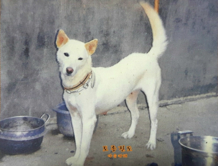 백구 이미지