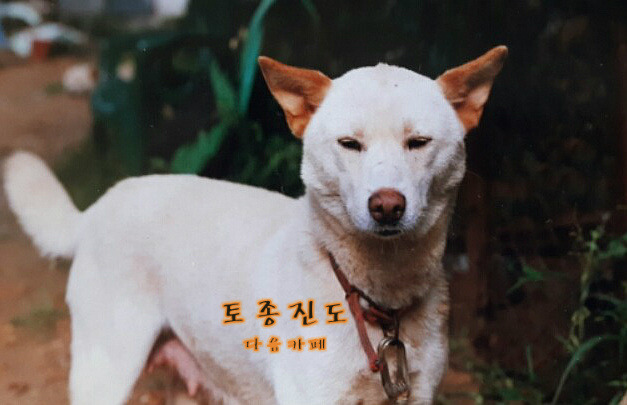 백구 이미지