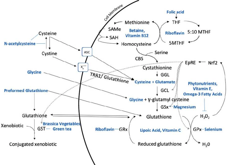 how to reduce oxidized glutathione Glutathione Treatments 101: Part 1  The Mother of All Antioxidants
