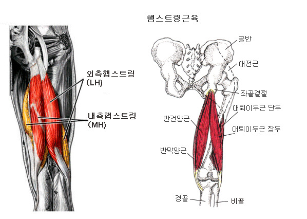 햄스트링이란?