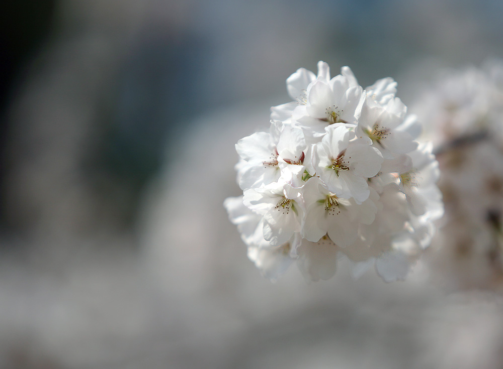 2011년의 봄. 벚꽃과 개나리.