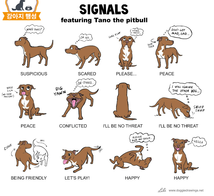 강아지언어 이해하기. Dog's Signals