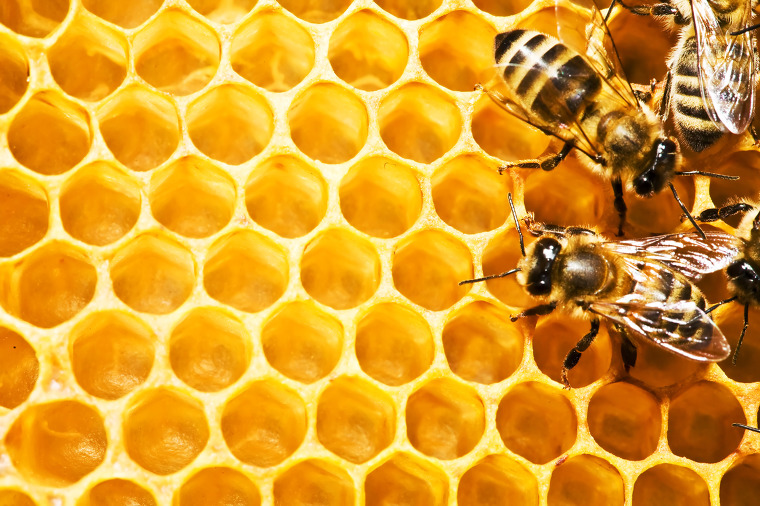 꿀 면역력 키우지만 만병통치약은 아냐