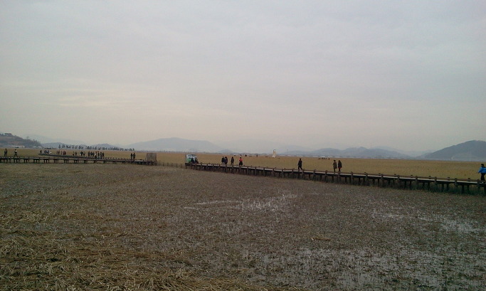 Suncheon bay and Boseong green tea plantation