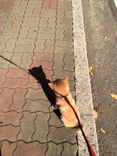 4개월 강아지 : 순식간에 개가 되어버렸네