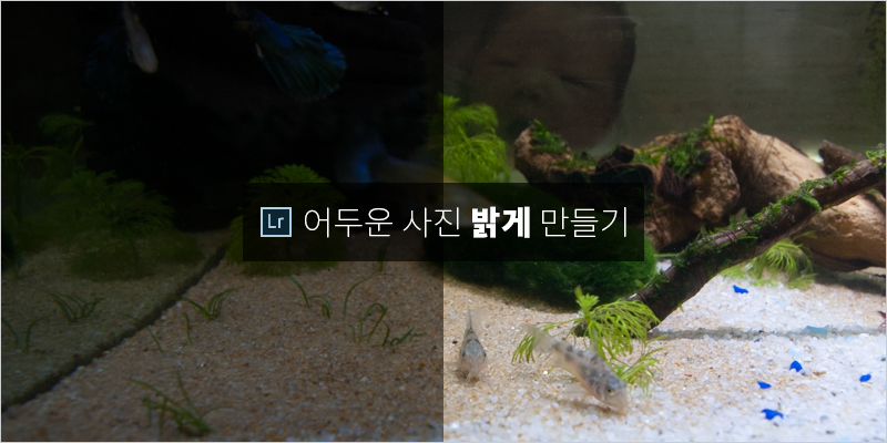 라이트룸으로 어두운 사진 밝게 만드는 법