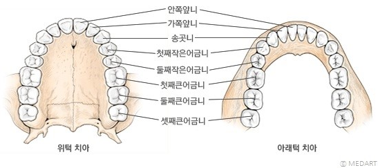 영구치가 흔들려요, 올라온 직후 관리 평생좌우