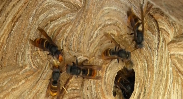 동남아 말벌, 미국 선녀벌레, 중국 매미 외래종들의 습격