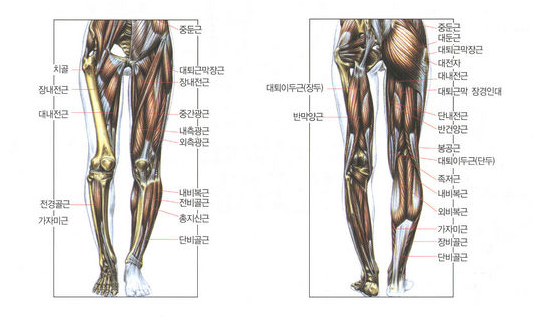 다리 근육 통증 말초동맥질환이 원인일까?
