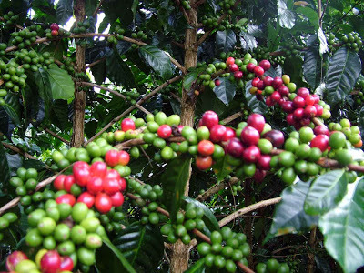 PNG 파푸아뉴기니 마라와카 블루마운틴 싱글오리진 융드립 -- 커피놀이터 감성로스팅 카페알트로