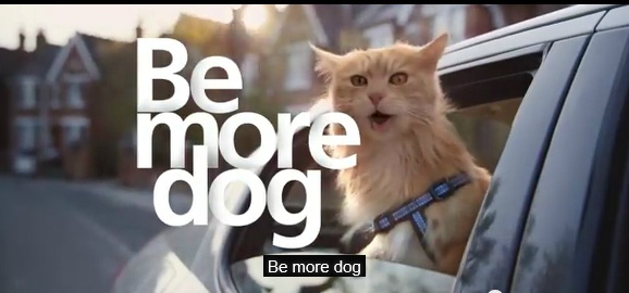 Be more dog 이동통신사 광고