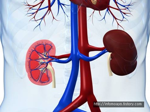 콩팥에 좋은 음식 3가지 정보