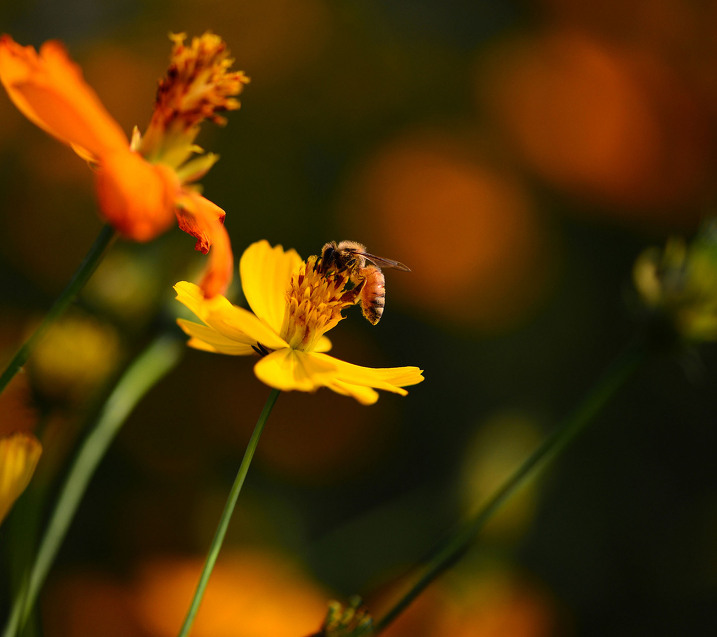 속이는 꽃, 혹사당하는 꿀벌