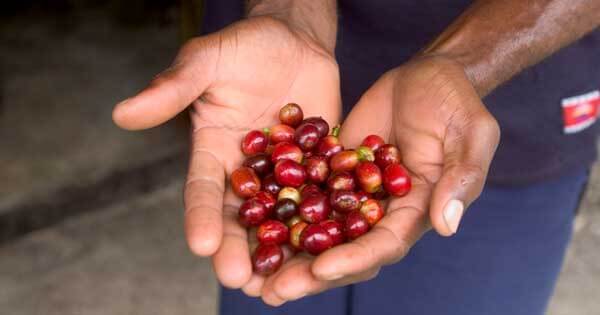 세계에서 가장 비싼 커피 최고가 커피 15 --10 자마이카 블루마운틴 월렌포드 농장