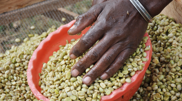 탄자니아 킬리만자로 AA 원두커피 -- 커피놀이터 감성로스팅 카페알트로