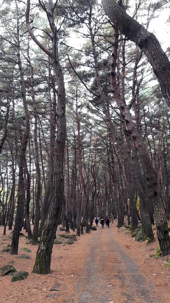 팔공산 둘레길 북지장사 코스 안내.대구가볼만한곳