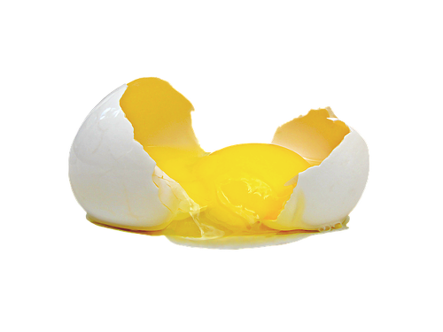 신선한 계란 고르기/상한 계란 구별법