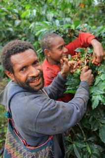 파푸아 뉴기니 내추럴 원두커피 판매 개시 -- 커피놀이터 감성로스팅 카페알트로