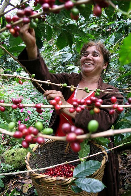 Nicaragua 니카라과 2015 coe #9 산타 마우라 농장산 커피 판매 -- 커피놀이터 감성로스팅 카페알트로
