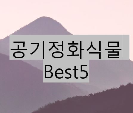 공기정화 식물 Best5와 유익한 정보들